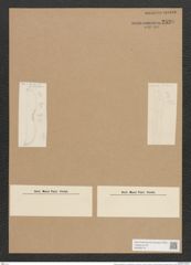 Amphiprora paludosa var. punctulata Grun. (de-Toni-Nr.: Genus 29, Species 1316) Zeichnungen Sammlung Grunow Nr. 2539 (NHMW-BOT-W0369710)